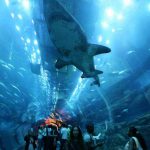 Dubai-Aquarium Underwater Zoo